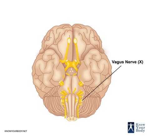 Where Is The Vagus Nerve Located