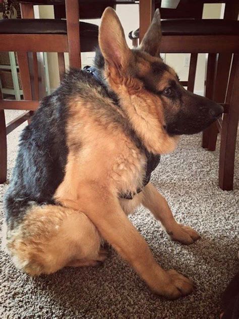 German Shepherd Dog With Short Spine Found As Stray Has Loving Heart | Funny pictures, Funny ...