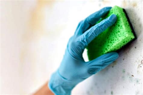 Remove Mold from Walls: Expert Tips and DIY Mold-Killer Sprays - A ...