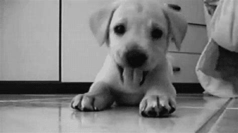 16 Adorable Dog Gifs That Will Brighten Your Day - The ...