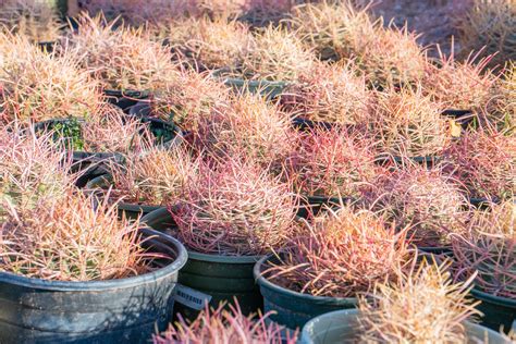 Red Barrel Cactus (Ferocactus cylindraceus v. lecontei) — Cactus World