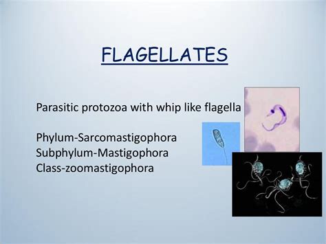 Classification of flagellates and giardia lamblia