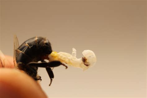 File:Drone honey bee reproductive organ.JPG - Wikimedia Commons