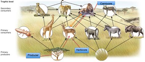 Food Chain and Web - The Savanna