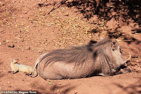 The real life Timon and Pumbaa: Warthog and mongoose are good pals - Animals Recuse