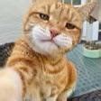 Cat selfie : r/hariboquaxi