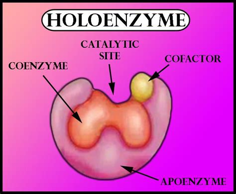 What is Apoenzyme?