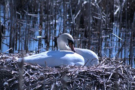 Swan in the nest stock photo. Image of white, swan, lake - 145001406