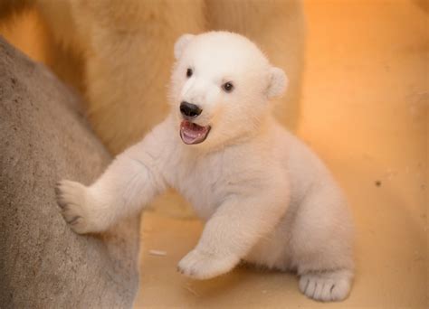 Polar Bear Babies