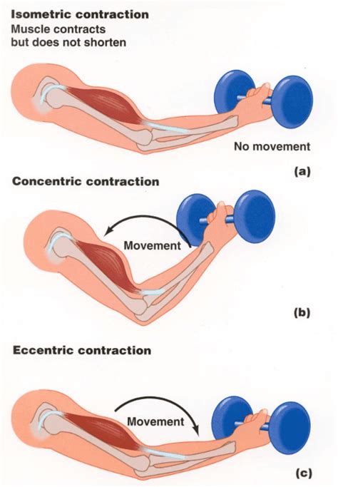 Excéntrico Vs. Concéntricos de formación. ¿Cuál Es Mejor? / Entrenamiento basado en evidencia ...