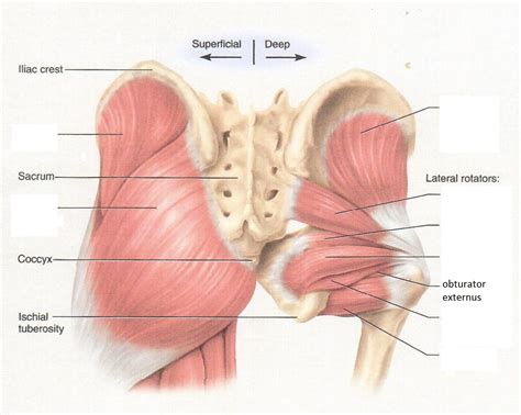 Obturator internus | Human anatomy and physiology, Anatomy drawing ...