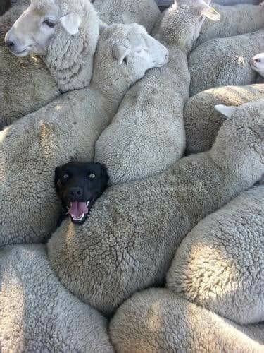 Sheep Dog Blank Template - Imgflip