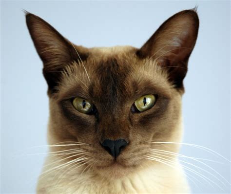 Tonkinese Cat Breed Information - Everything You Want To Know | Dog Product Picker