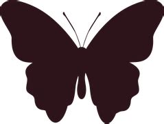 Free photo: Butterfly, Png, Transparent, Ali - Free Image on Pixabay - 1602726