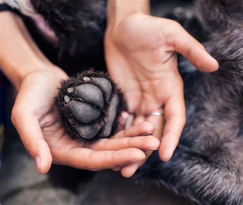 Paw Care: Taking Care of Your Dogs Feet - The Dogington Post