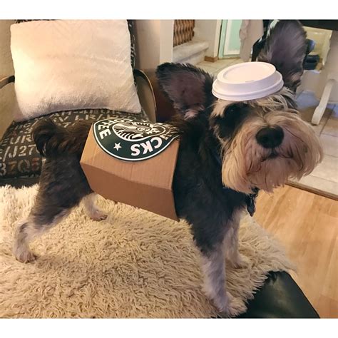 Funny Dog Costumes: DIY Dog Costume Ideas - BSB