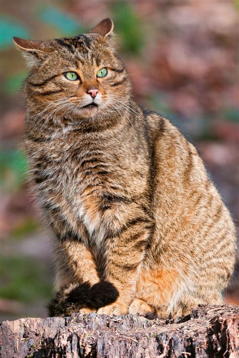 European wildcat (Felis silvestris silvestris) / Polish: żbik | Wild ...