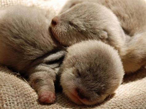 Baby Sea Otters Pictures, Photos, and Images for Facebook, Tumblr, Pinterest, and Twitter