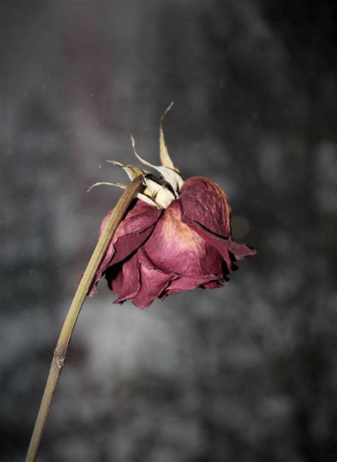 Dead rose by Arina1 on DeviantArt