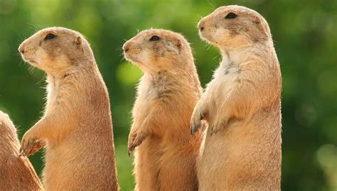 Do Different Gopher Species Have Unique Behaviors? | Gopher Nuts