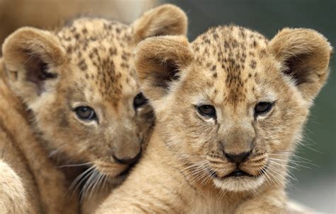 Lion Cubs