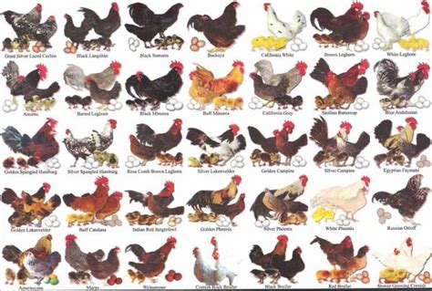 Chickens – Chart of Breeds | Chicken breeds, Fancy chickens, Laying ...