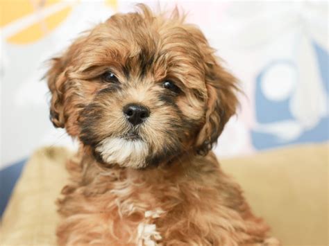 Lhasa-Poo Puppy: Adorable Hybrid Companion Pet