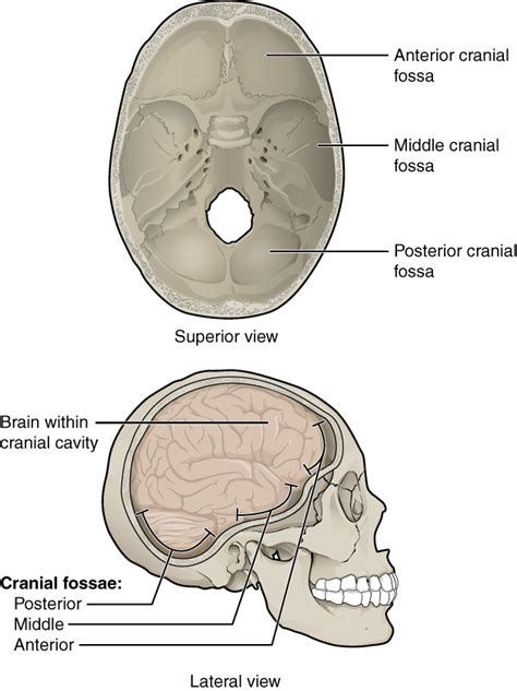 Bone Fossa