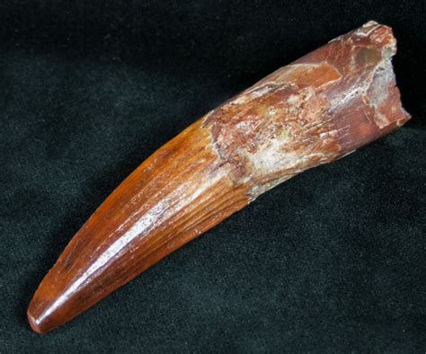 Gorgeous 3.45" Spinosaurus Tooth - Large (#12257) For Sale - FossilEra.com