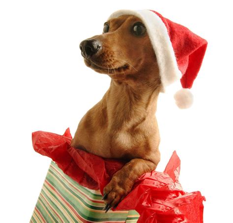 Christmas Dog Wallpapers - Top Free Christmas Dog Backgrounds - WallpaperAccess