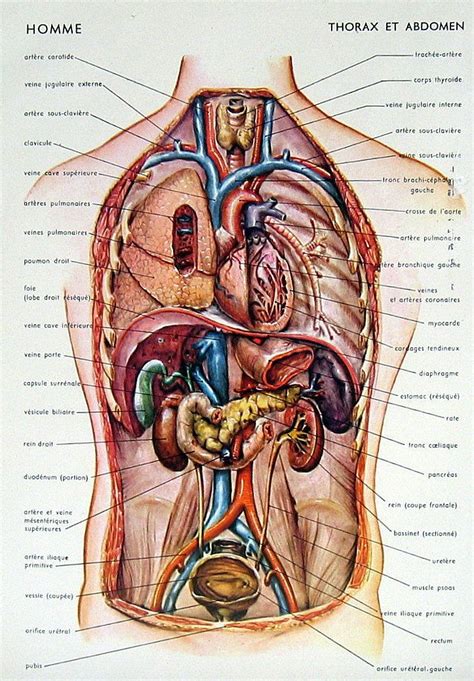 Woman Abdomen Anatomy Diagram