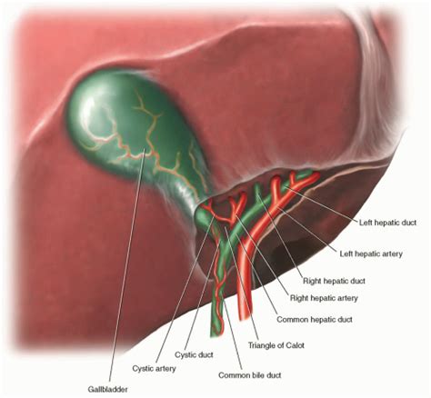 Laparoscopic Cholecystectomy Anatomy