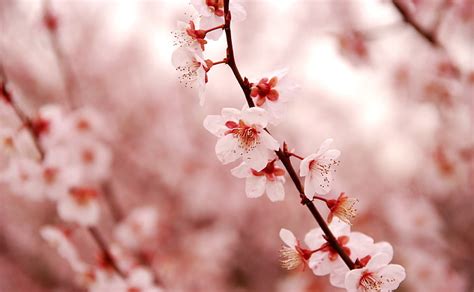 HD wallpaper: Cherry Blossom, white Cherry Blossom, Seasons, Spring, flowering plant | Wallpaper ...