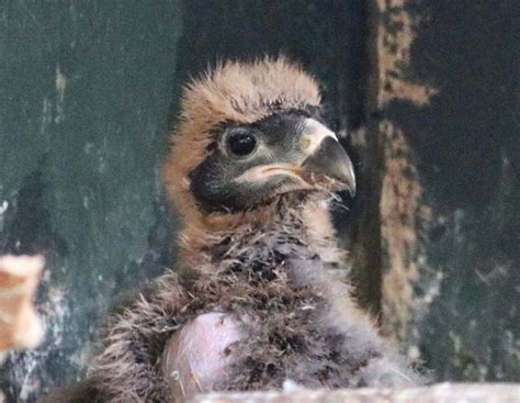 Striated Caracara Chicks Hatch at Paradise Park | Animals, Birds, Park