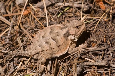 Greater Short-Horned Lizard - Facts, Diet, Habitat & Pictures on ...