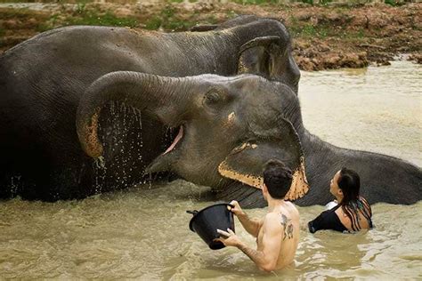 Pattaya | Elephant Jungle Sanctuary