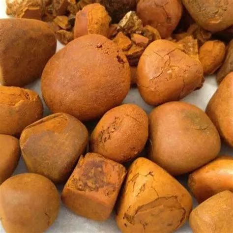 Ox Cow Bezoar Gallstones Suitable For: Cattle at Best Price in Bangkok ...