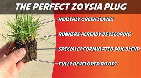 Zoysia Grass Plugs | 50 Count Tray | Grass plugs, Zoysia grass, Compost ...