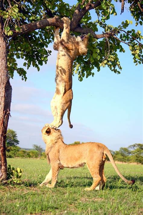 The 16 best Teamwork images on Pinterest | Funny animals, Funny stuff and Adorable animals