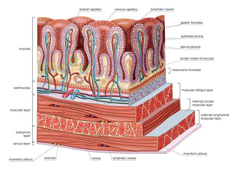 Stomach Tissue Labeled