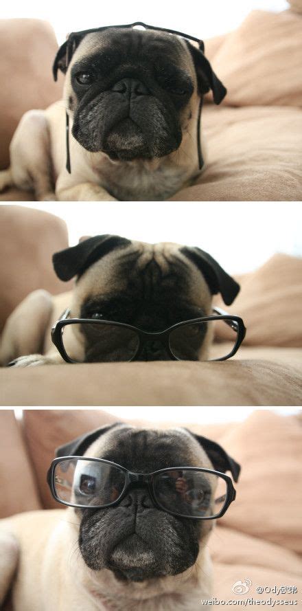 Favorite animals | Pug obsessed, Funny animal photos, Cute pugs