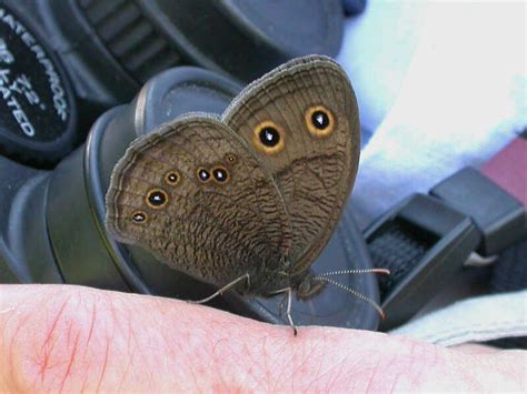 Common Wood-Nymph — wisconsinbutterflies.org