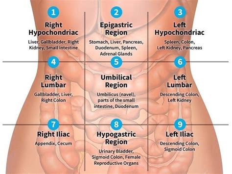 Medical Doctors Worldwide on Instagram: “The nine regions of abdomen ...