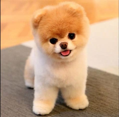 Cute And Fluffy Puppies