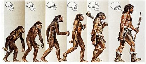 Top Geneticist Says That the Diagram About Human Evolution From Apes Should Be Removed From ...