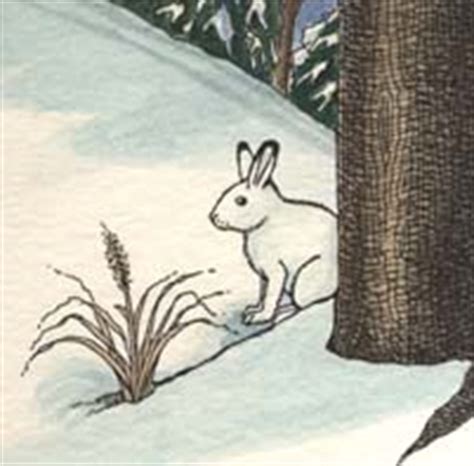 Adaptations of the Snowshoe Hare