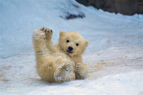 30 Cute Baby Polar Bears Celebrate International Polar Bear Day | Bored Panda