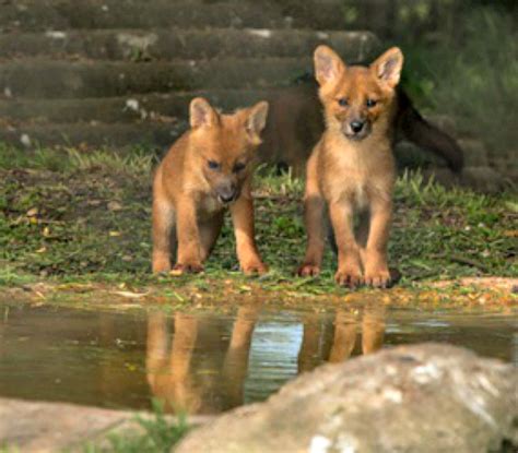 12 Playful Dhole Pups at Howletts Wild Animal Park - ZooBorns