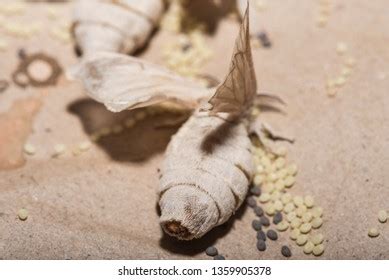 156 Silkworm Hatching Images, Stock Photos & Vectors | Shutterstock