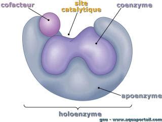 Apoenzyme : définition et explications